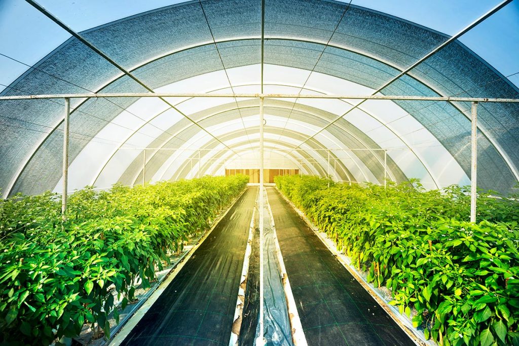 Culture de mûres dans des tunnels hauts