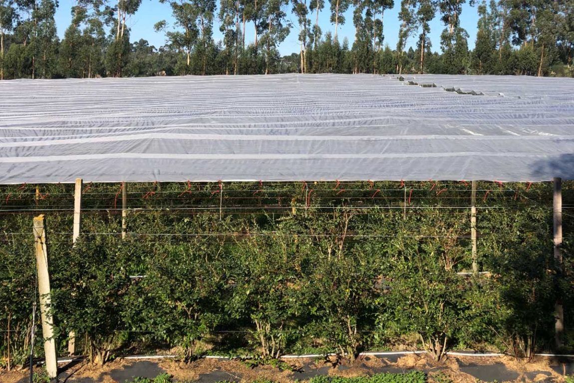 Blueberry cultivation using elastic tubing (a simpler and more economical structure than high tunnels)