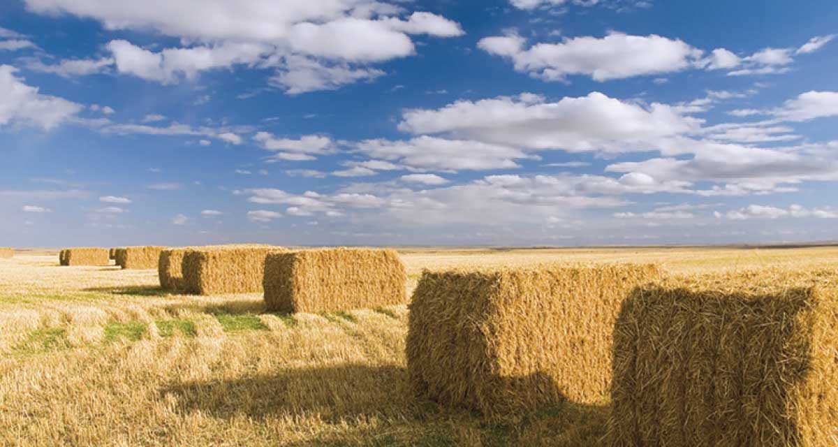 Gaine d’ensilage vs. l&rsquo;ensilage traditionnel
