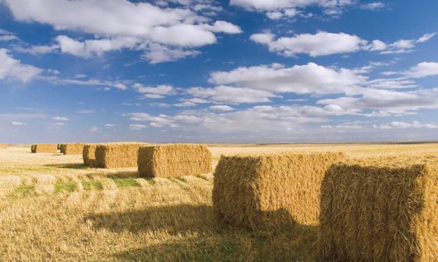 Gaine d’ensilage vs. l&rsquo;ensilage traditionnel