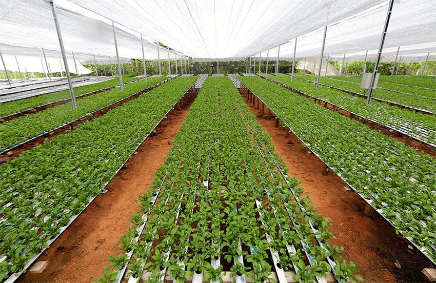 Hydroponic crops: what is it all about, pros and cons
