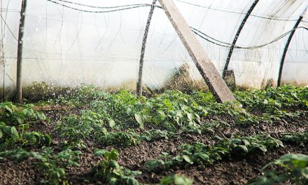 L’importance des propriétés anti-thermiques des plastiques agricoles utilisés en serre
