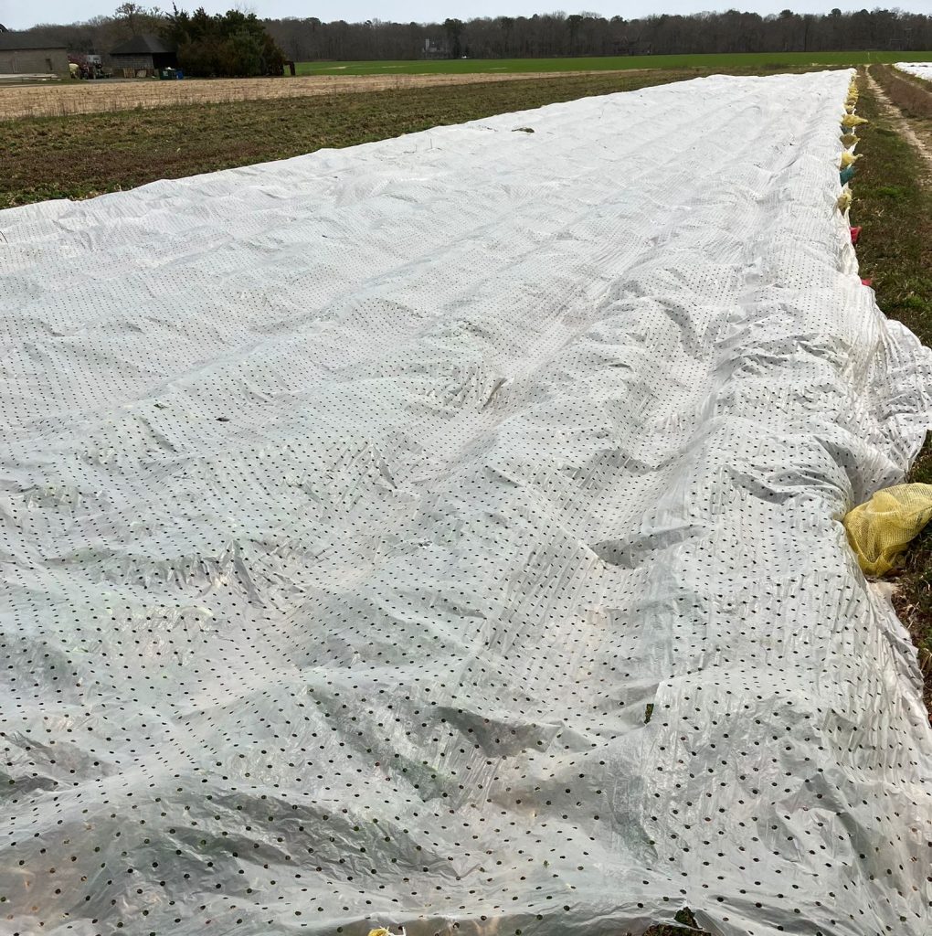 Test with Armando Alvarez Group's perforated multi-row covers for frost protection of strawberry crops