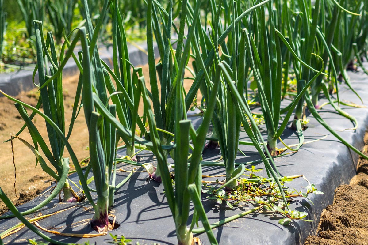 Use of agricultural plastics to improve the cultivation of onions