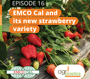 Podcast 16: Emco Cal and its new strawberry variety