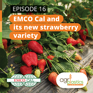 Podcast 16: Emco Cal and its new strawberry variety