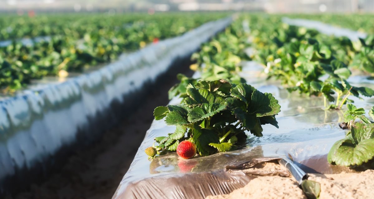 SCRAP (Collective Systems for Collection of Agricultural Plastics): Walking together towards circular and sustainable agriculture