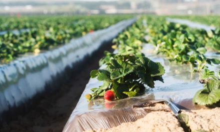 SCRAP (Sistema Colectivo de Responsabilidad Ampliada del Productor): Caminando juntos hacia una agricultura circular y sostenible