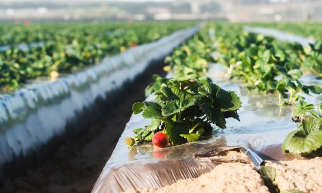 SCRAP (Sistema Colectivo de Responsabilidad Ampliada del Productor): Caminando juntos hacia una agricultura circular y sostenible