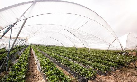 Control of the environment of berries crops and the industry in California