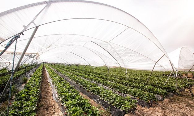 Control of the environment of berries crops and the industry in California