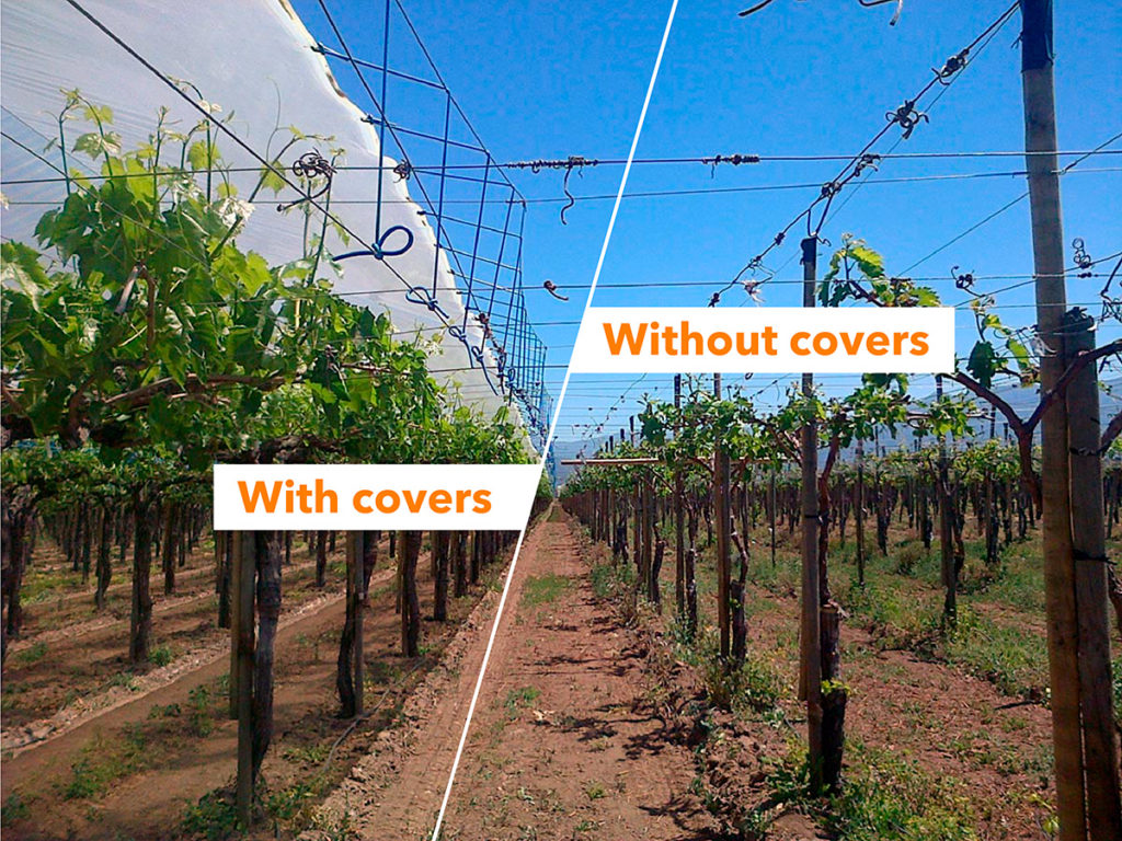 With or without covers - fruit trees