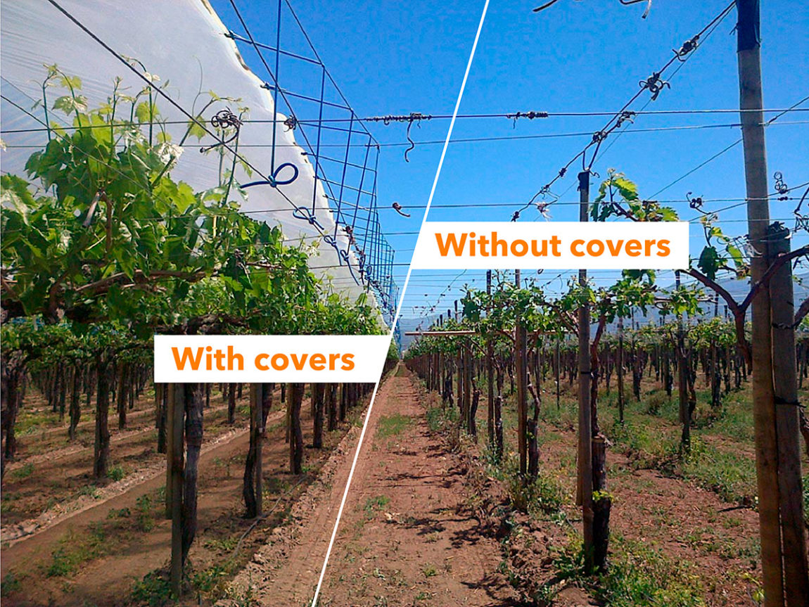 With or without covers - fruit trees