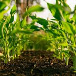 Principales eventos agrícolas en LATAM en 2025