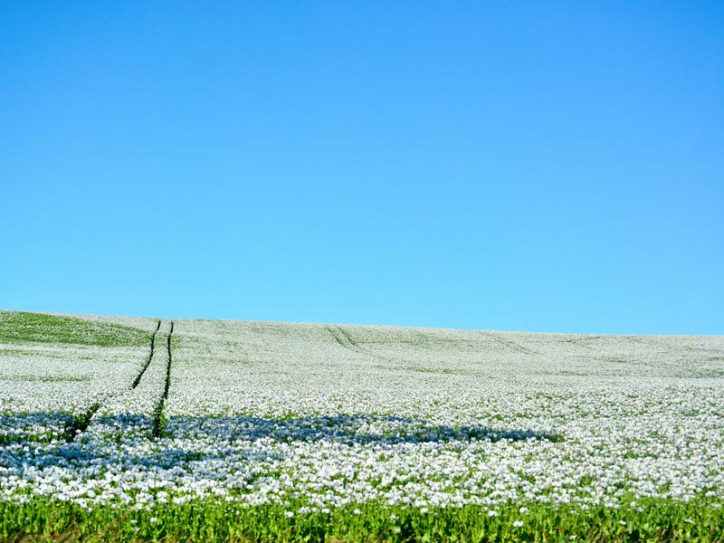 Agricultural events and fairs in the United States in 2026