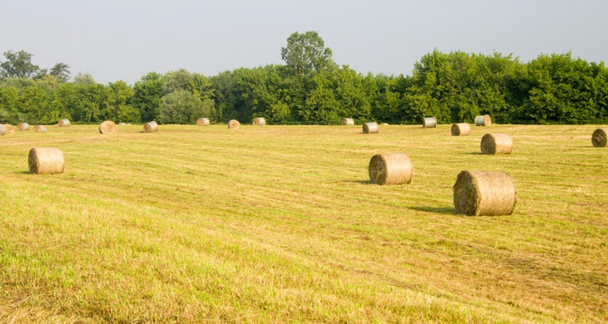 Agricultural events in Africa, Asia and Oceania in 2026
