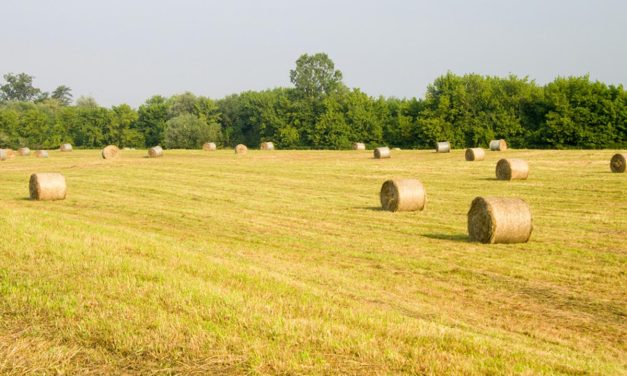 Agricultural events in Africa, Asia and Oceania in 2026