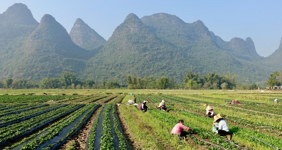Importancia estratégica en Europa de alcanzar la autosuficiencia en la producción alimentaria: claves para el futuro