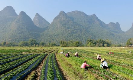 Importancia estratégica en Europa de alcanzar la autosuficiencia en la producción alimentaria: claves para el futuro