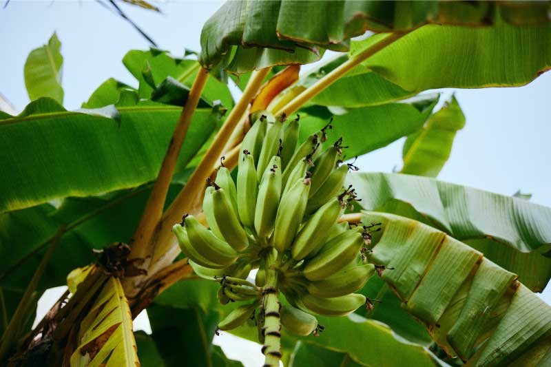 bananas, the most consumed fruit in USA. Photo by Natasha Arefyeva on Unsplash 
