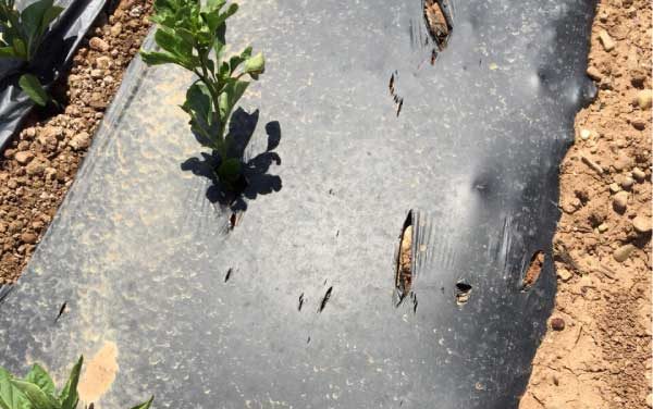 Les bioplastiques en agriculture : de quoi s&rsquo;agit-il, leurs avantages et les projets en cours de développement