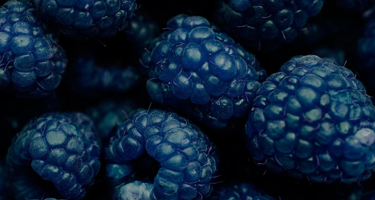 Comment prolonger la culture des mûres sous tunnels ?