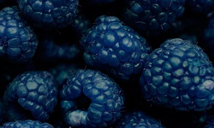 Comment prolonger la culture des mûres sous tunnels ?