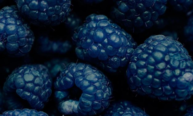 Comment prolonger la culture des mûres sous tunnels ?