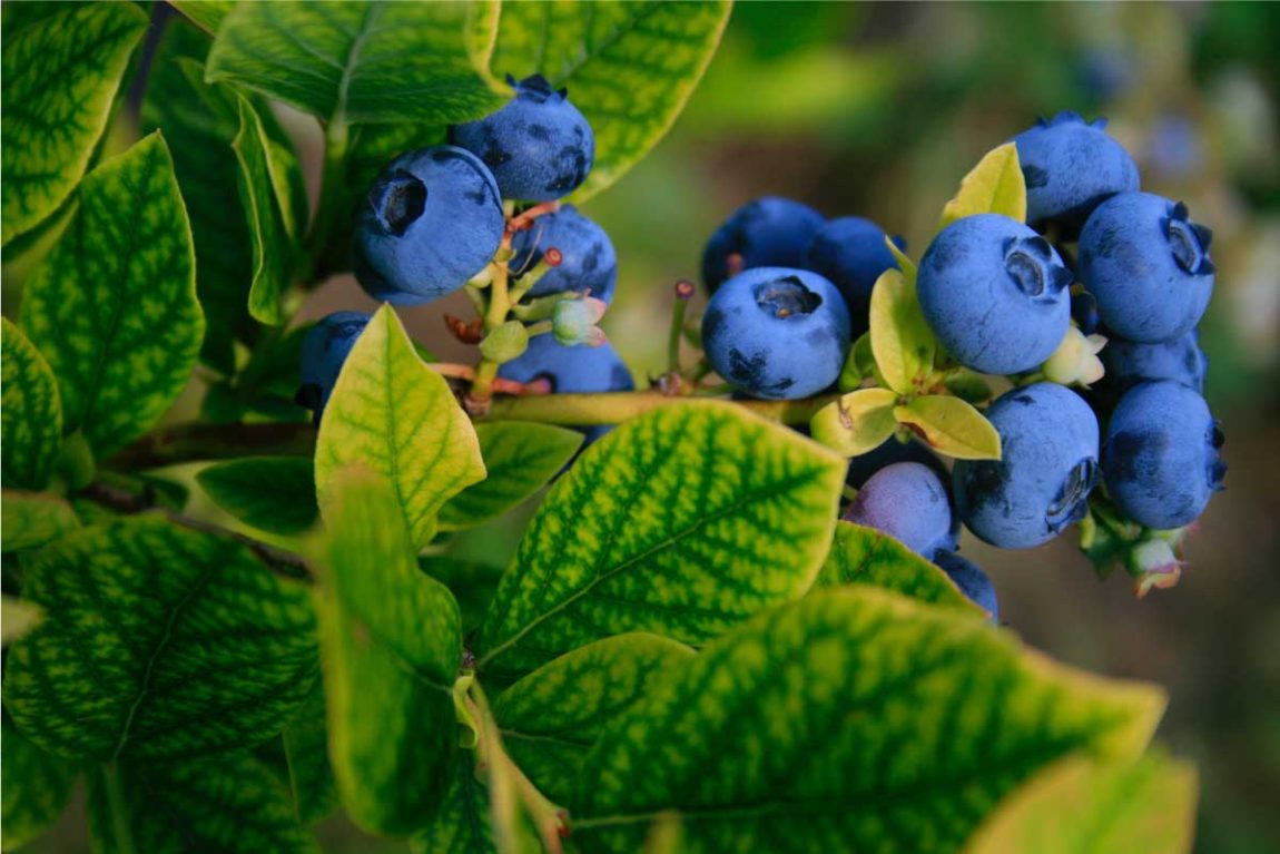 Blueberries cultivation in the world. Photo by Élisabeth Joly on Unsplash
