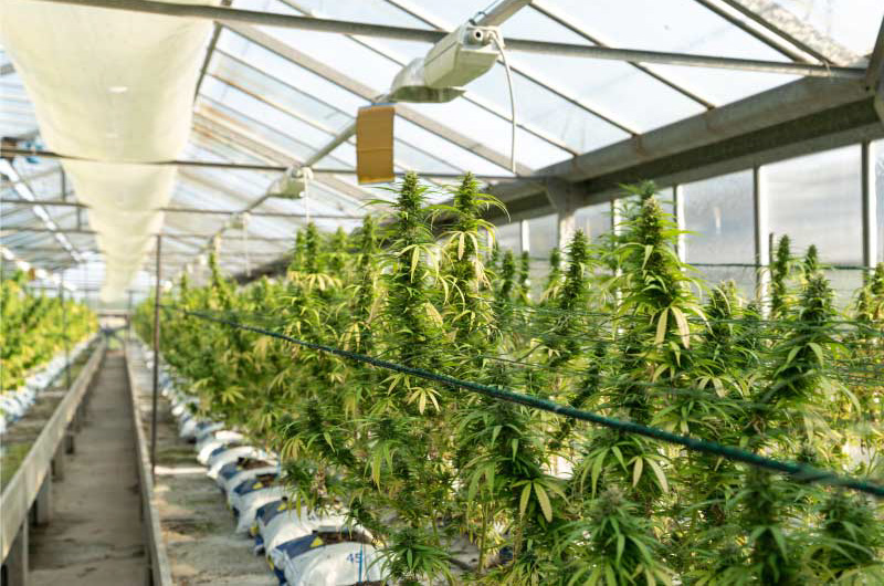 Cannabis cultivation under cover