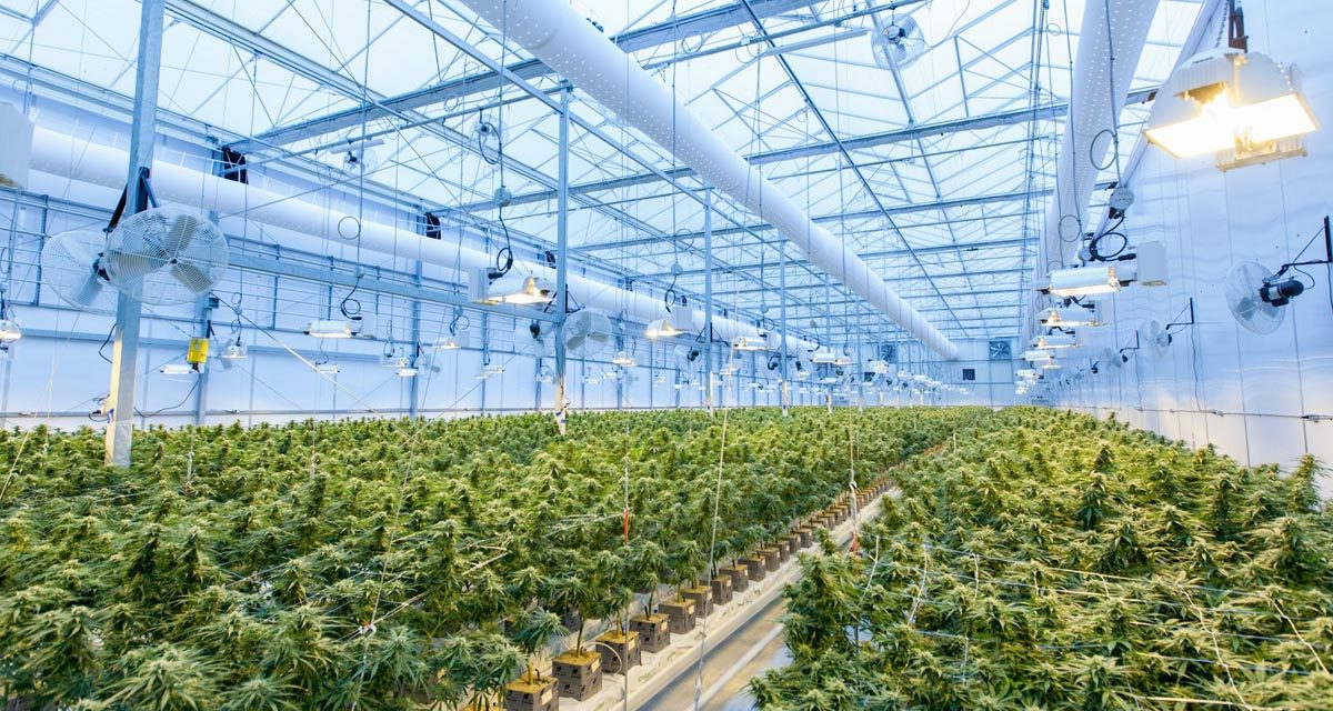 Cannabis fairs, shows and events in 2026