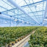 Cannabis fairs, shows and events in 2026