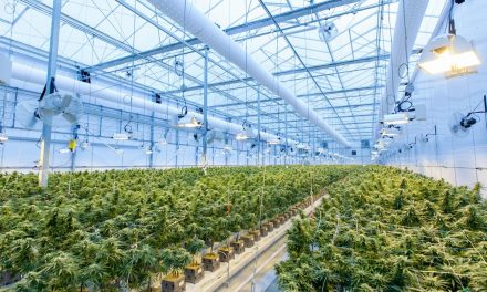 Cannabis fairs, shows and events in 2026