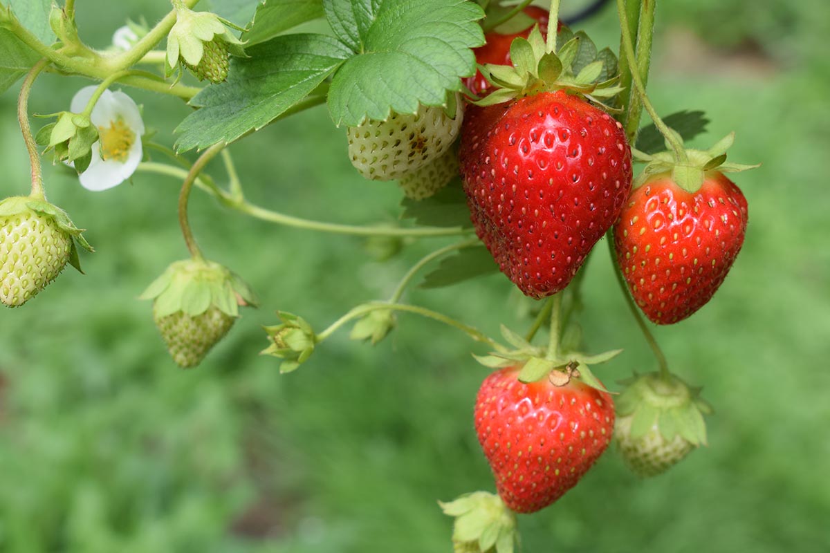 Controlling weeds in strawberry crops