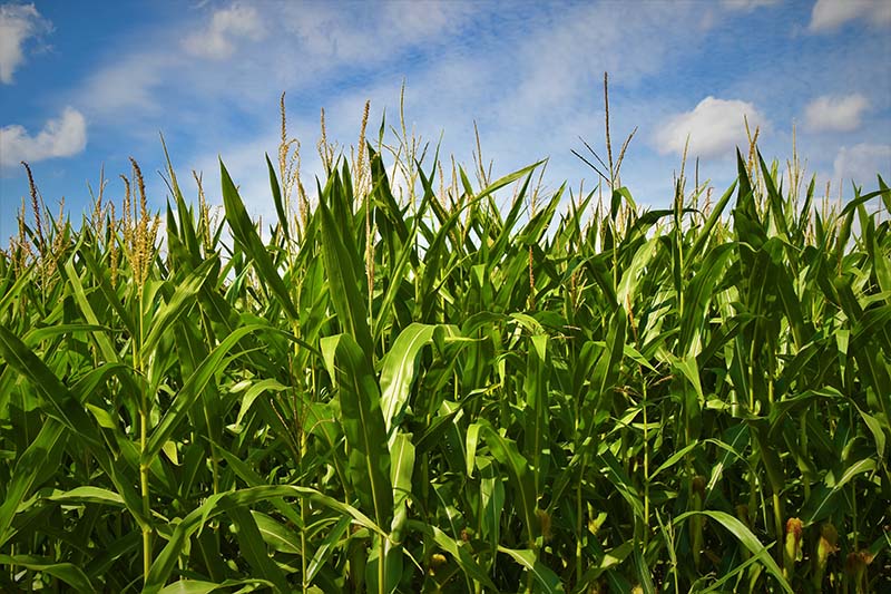 Corn Fields.Photo by Waldemar Brandt on Unsplash