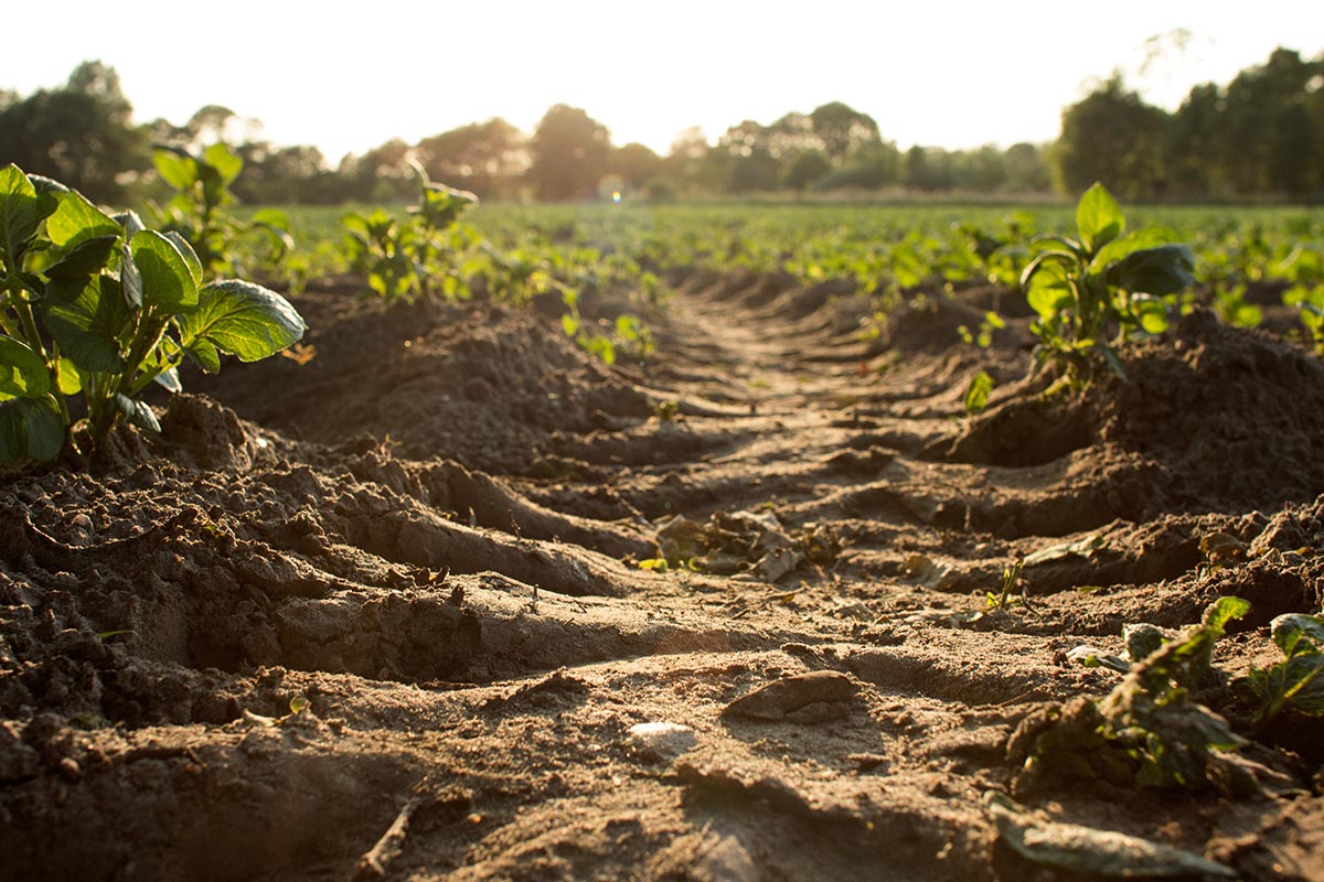 Cultivos de cobertura para mantener los suelos saludables
