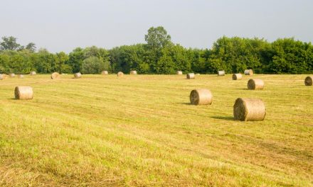 Eventos agrícolas en África, Asia y Oceanía en 2026 ¡que no te puedes perder!