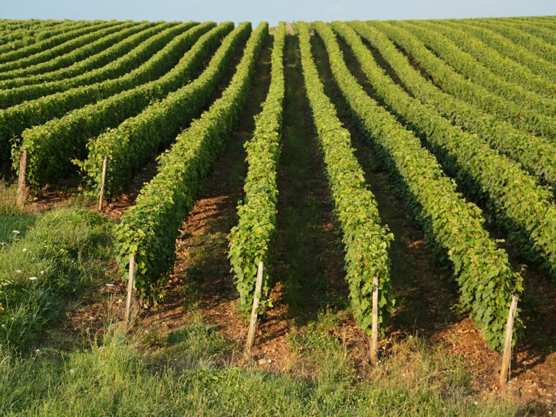 Ferias agrícolas más importantes en LATAM en 2026