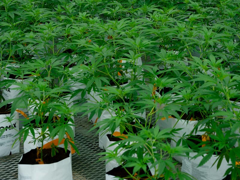 Ferias de cannabis más destacadas para 2026