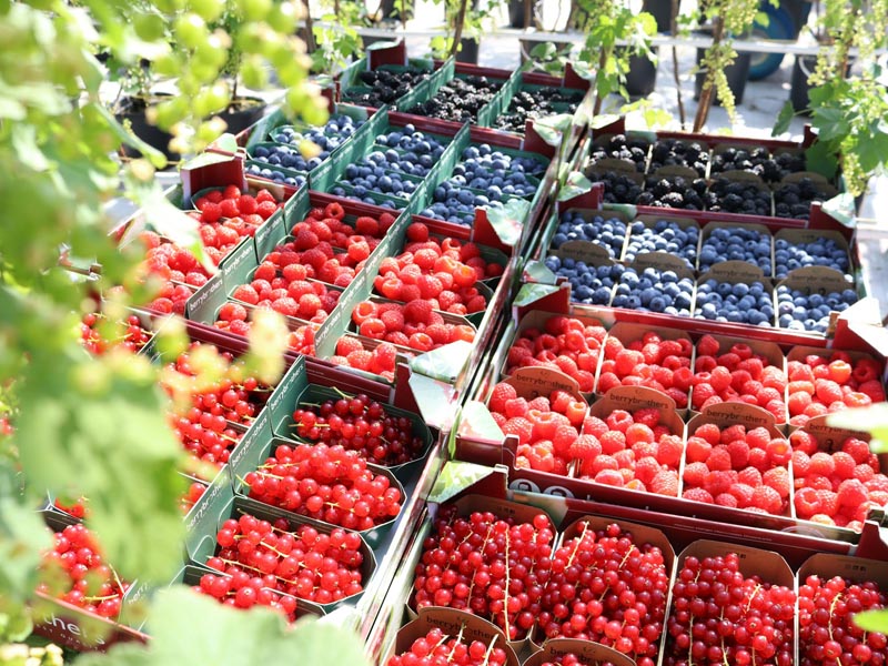 Ferias y shows agrícolas en África Asia y Oceanía en 2026