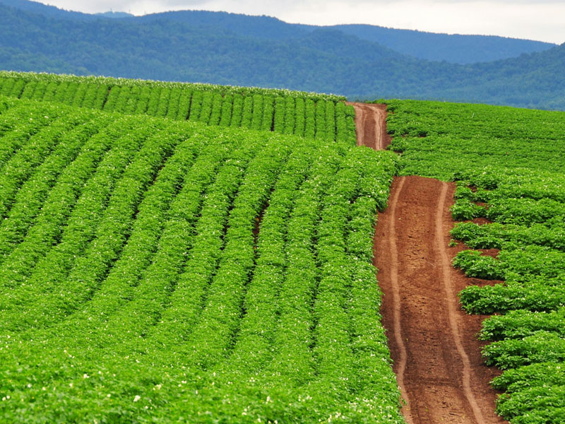 Food self-sufficiency - a key objective