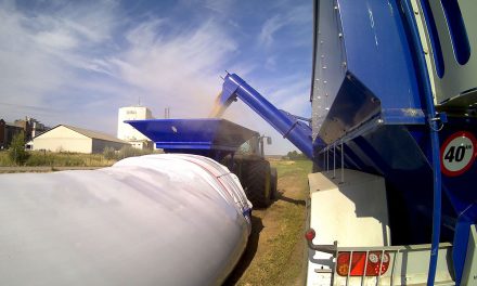 Grain storage equipment: trends, challenges and how to choose the right one