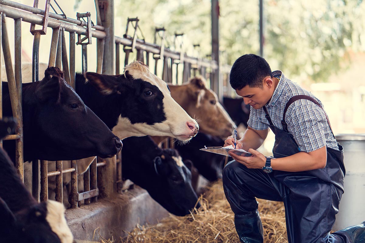 Mejores prácticas para la producción de leche