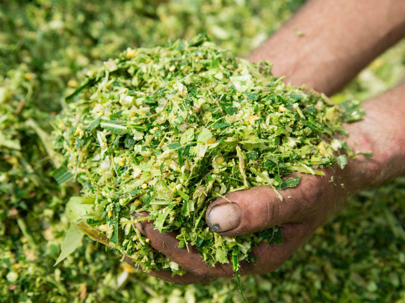 Hands with microbial inoculants in silage