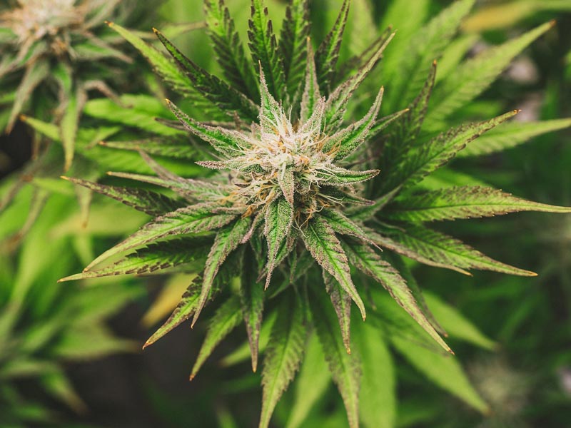 Most important cannabis events in 2026