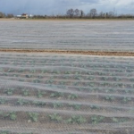 Perforated Multi-Row Covers: benefits for crop protection and field tests