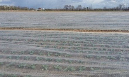 Perforated Multi-Row Covers: benefits for crop protection and field tests