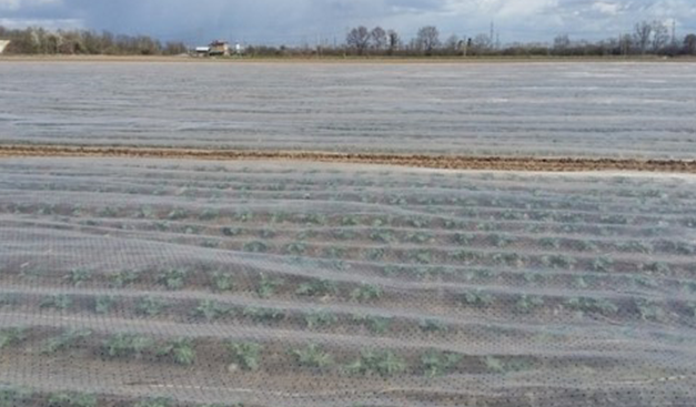 Perforated Multi-Row Covers: benefits for crop protection and field tests