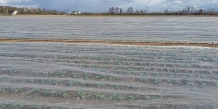 Perforated Multi-Row Covers: benefits for crop protection and field tests