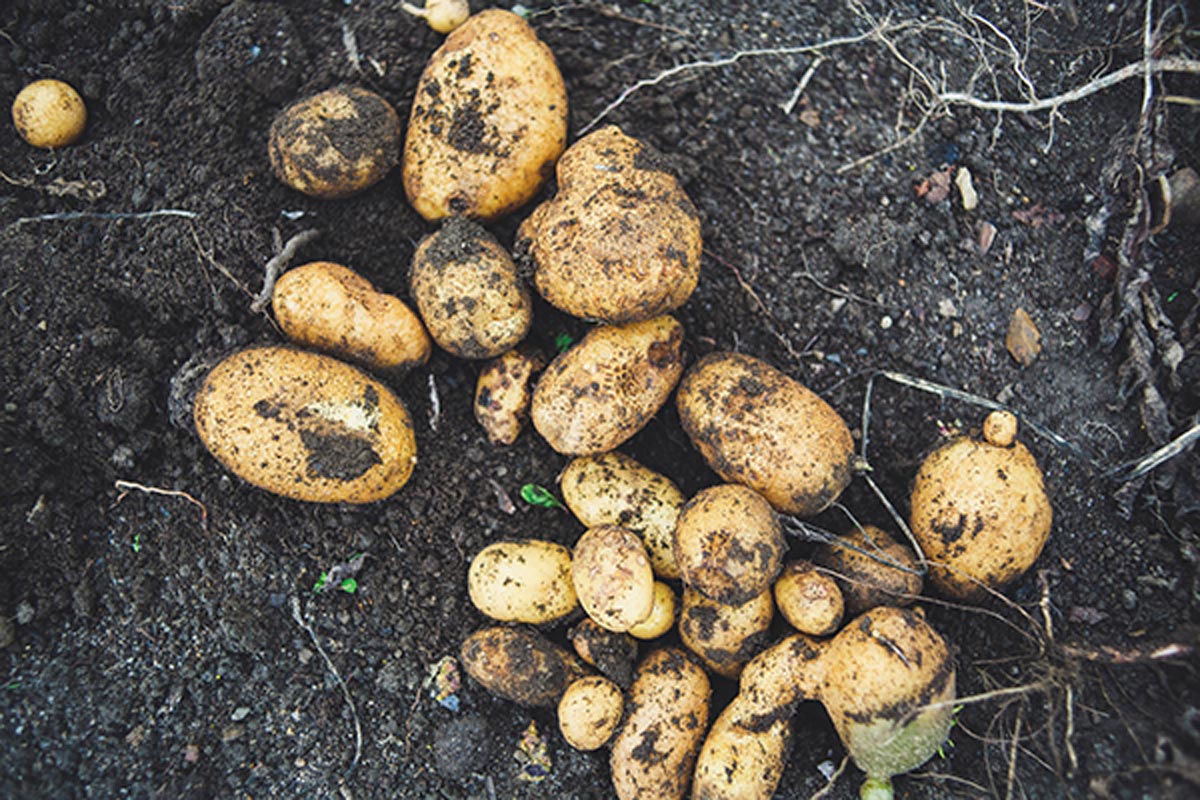 Cambio climático y la producción de cultivos de patatas